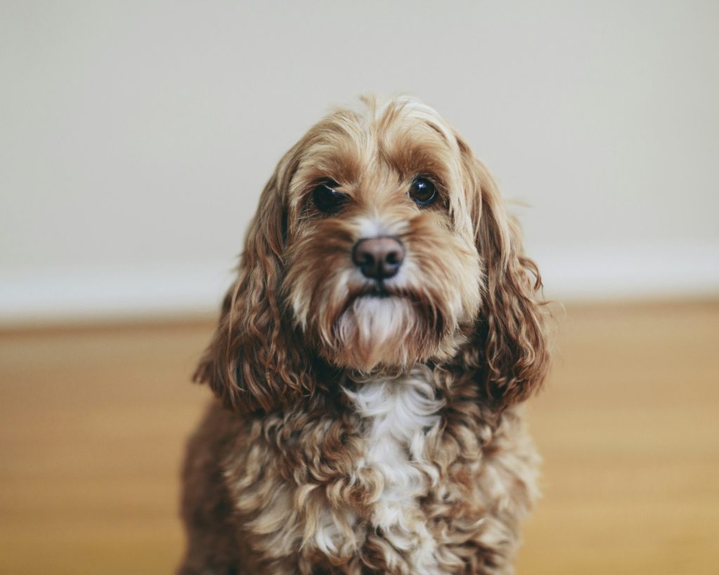 A cockapoo mixed breed dog, a cocker spaniel poodle cross, a family pet with brown curly coat