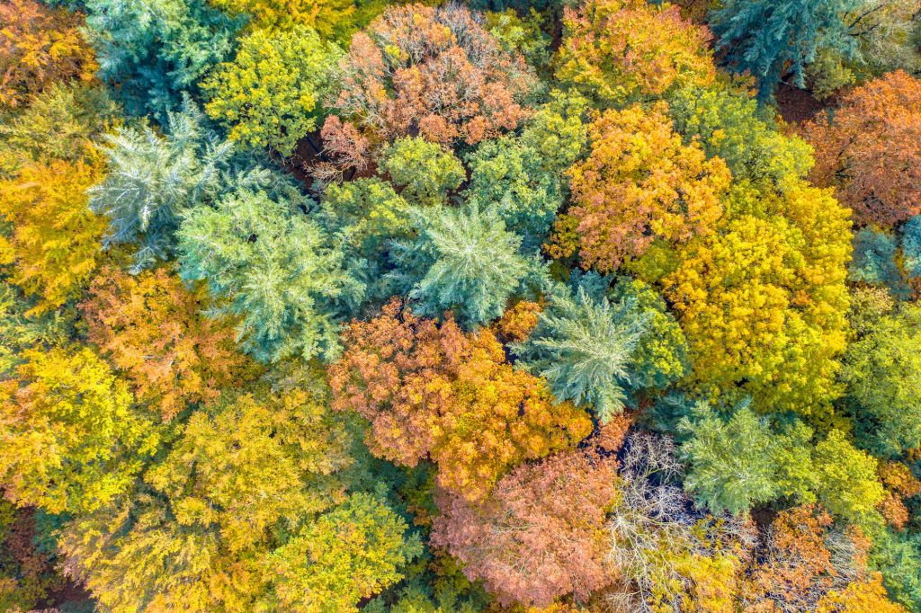 Aerial view of mixed autumn forest