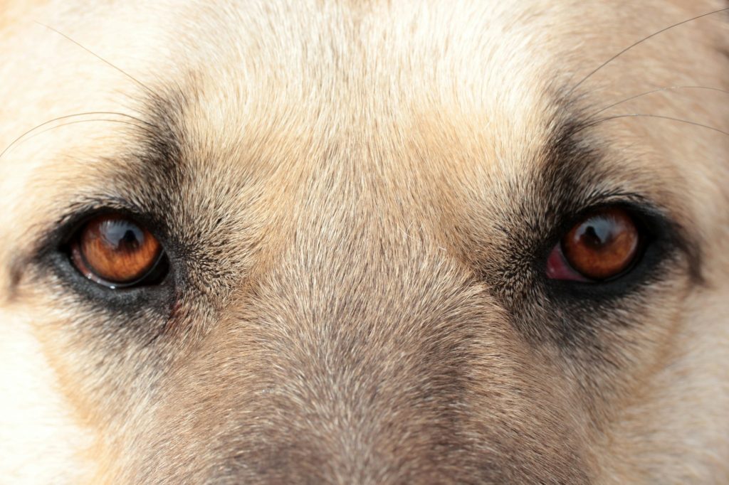 Anatolian Shepherd dog