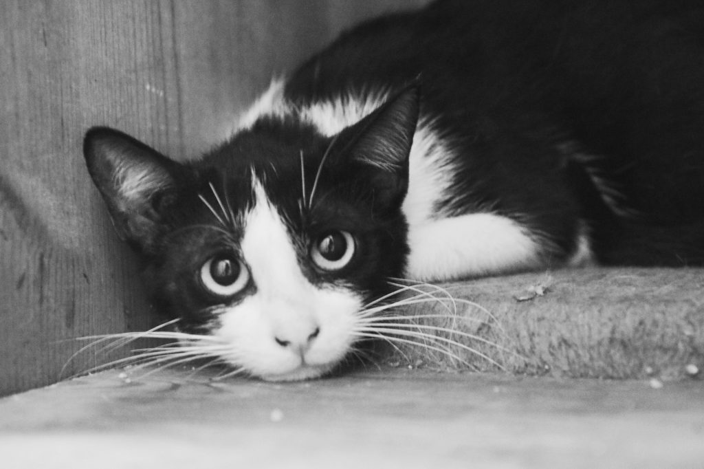 Black and white kitty