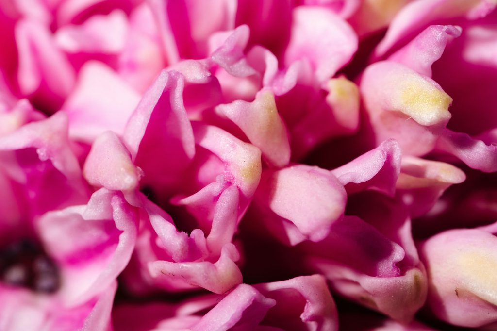 Blooming hyacinth flowers close-up macro photography