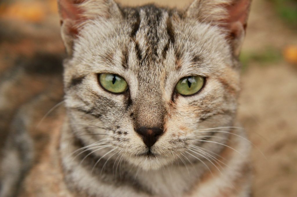 Cat whit green eyes