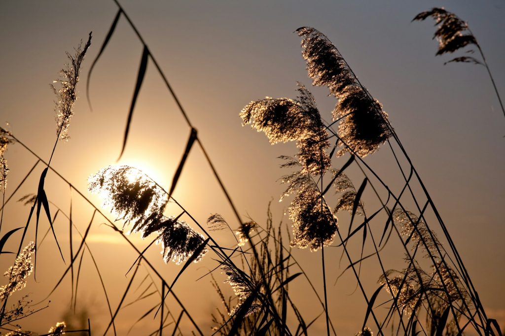 cattail plants in back-light