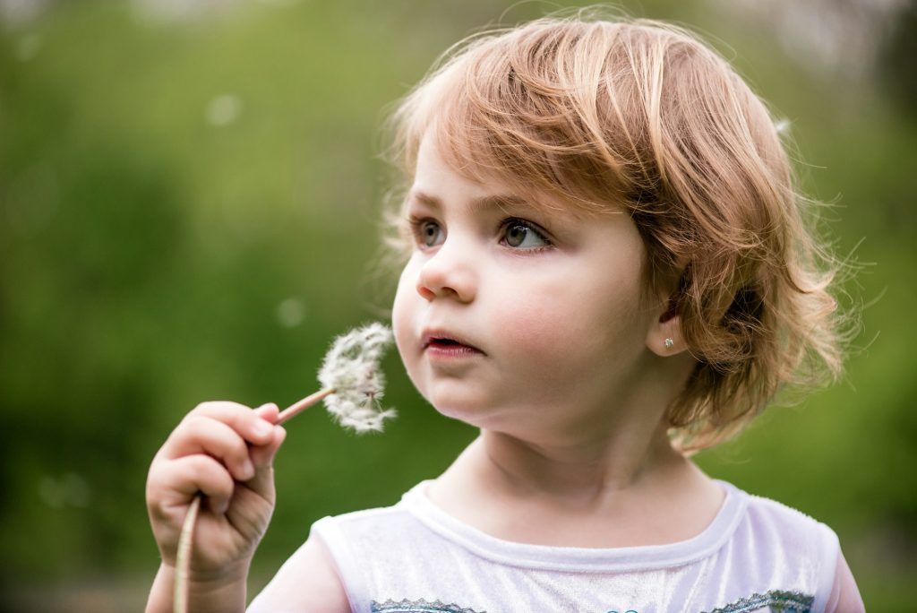 Closeup portrait of a child with a dandelion in hands walking outdoor