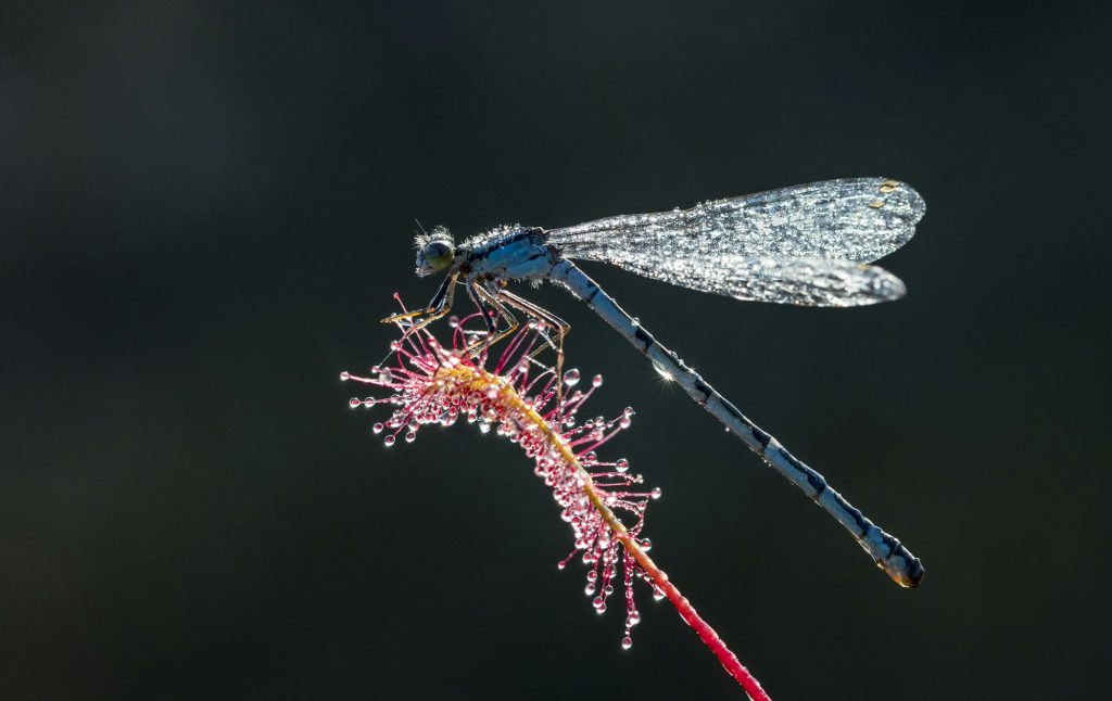 Closeup shot of a dragonfly on a flower stem covered in dewdrops