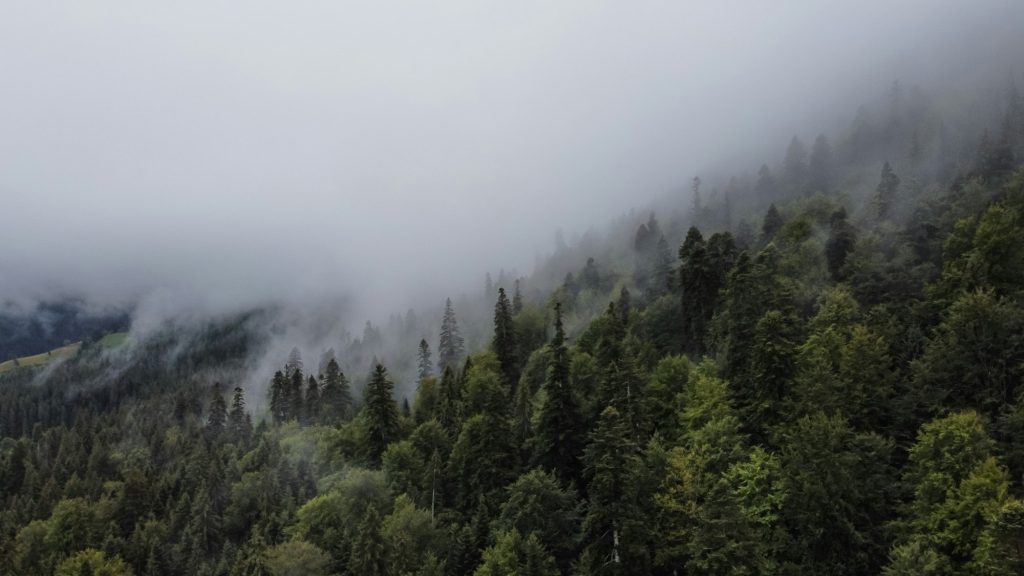 Cloudy Day Forest Landscape