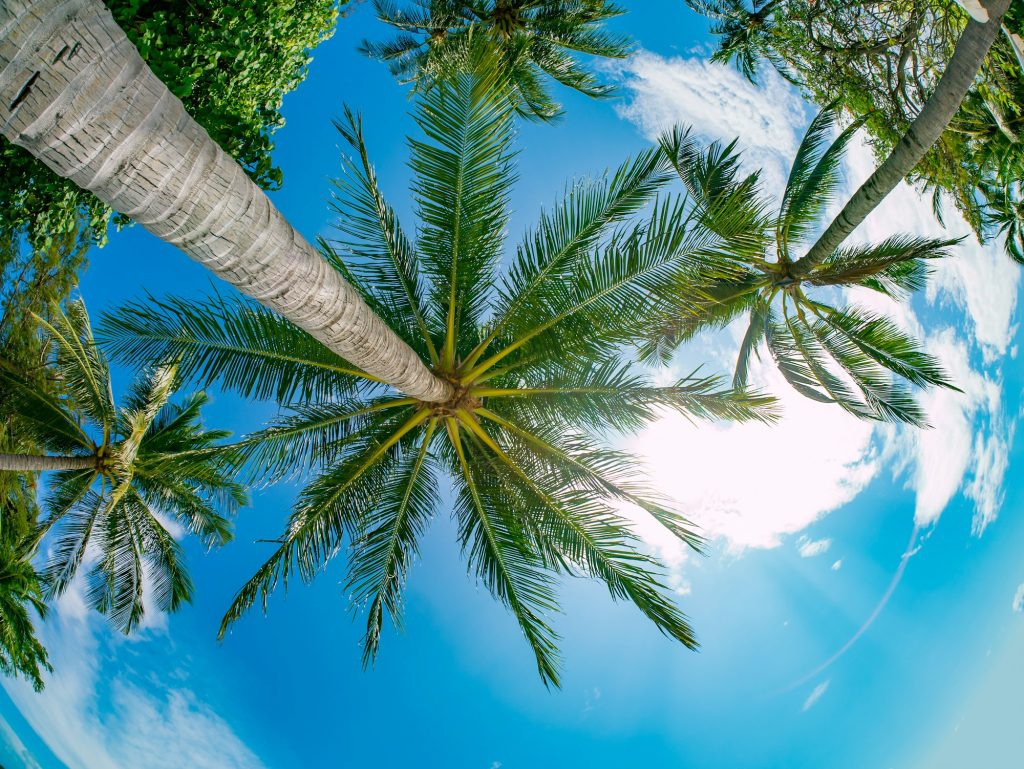 Coconut palm trees perspective