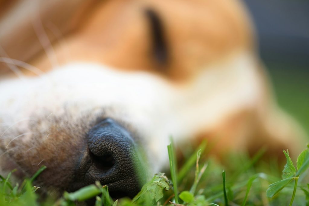 Cute beagle dog laying on side on grass outdoor sleeping detail closeup shoot tip of the nose