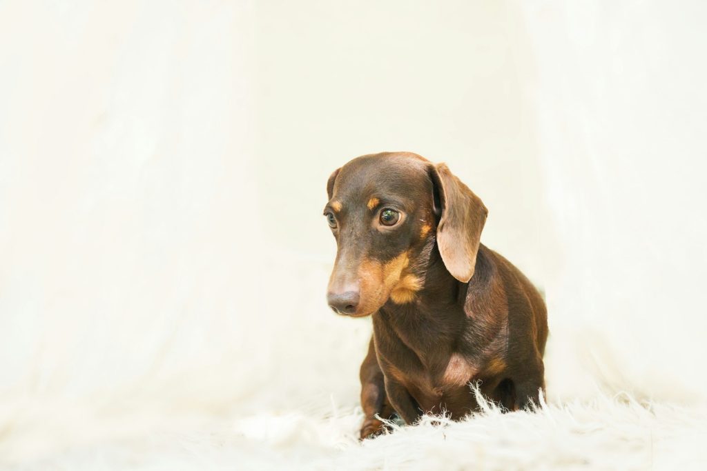 Dachshund dog on the backyard. Dog outdoor in sunny summer weather.