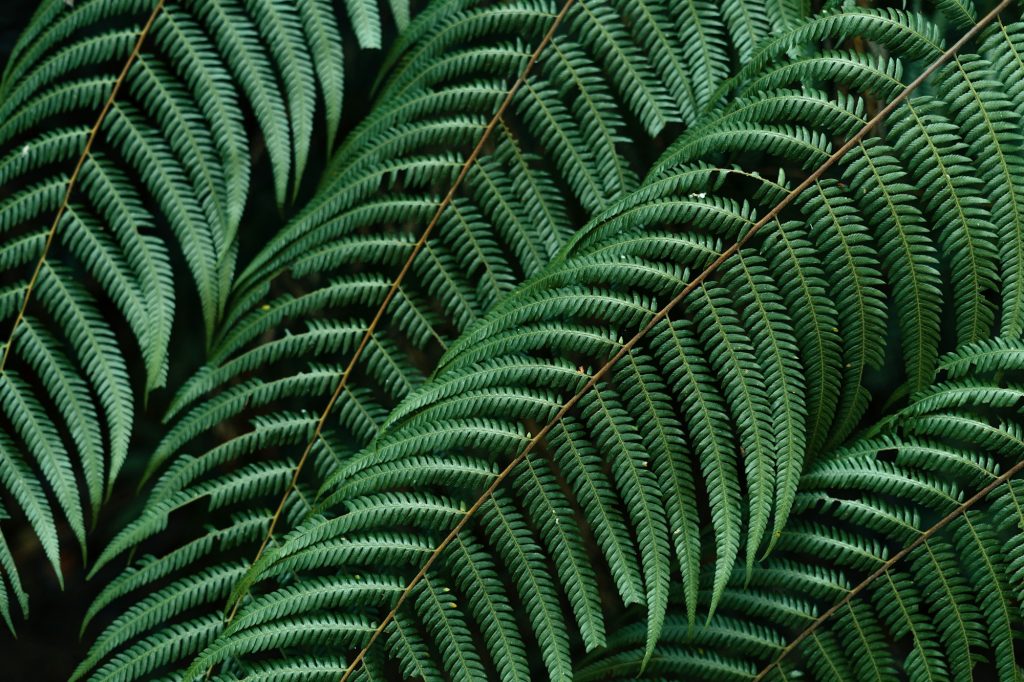 dark leaves in the forest foliage background in nature