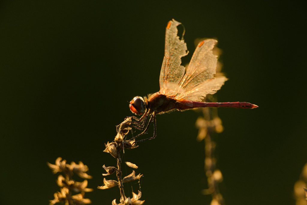 Dragonfly