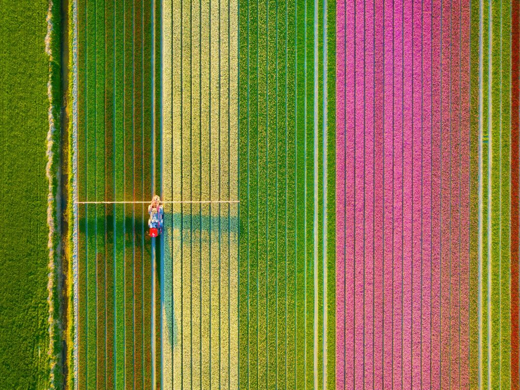 Drone view of a field of tulips. A drone view of a combine harvester in a field.