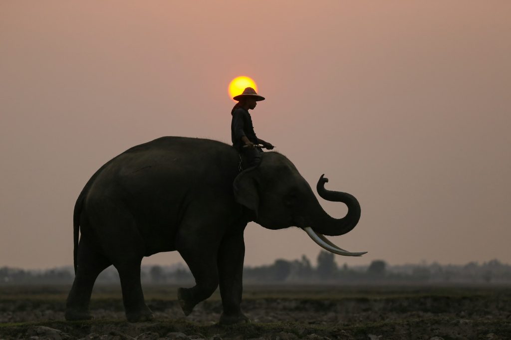 Elephant at sunrise in Thailand