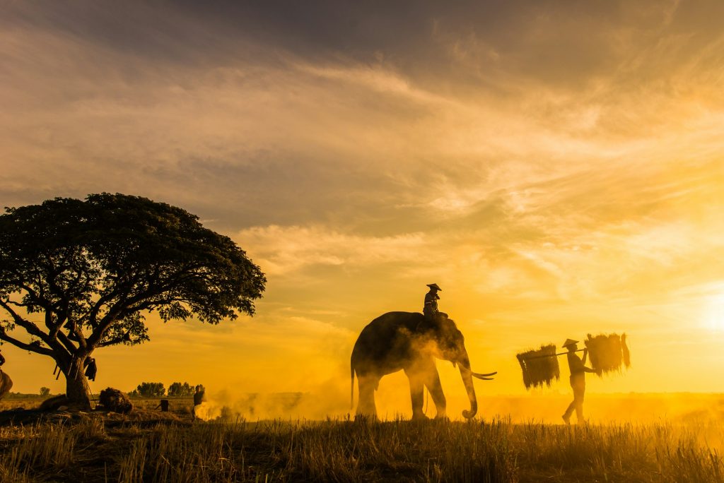 Elephant at sunrise in Thailand