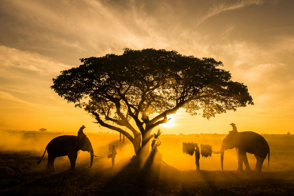 Elephants at sunrise in Thailand