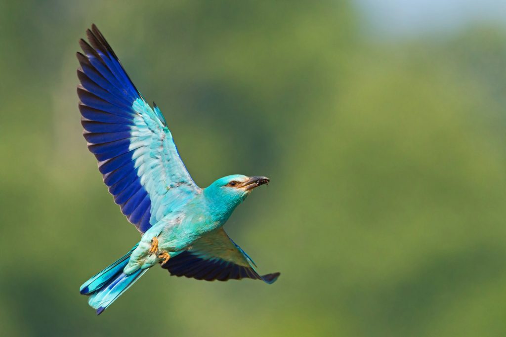 European roller flying in the sky with green background and space for text