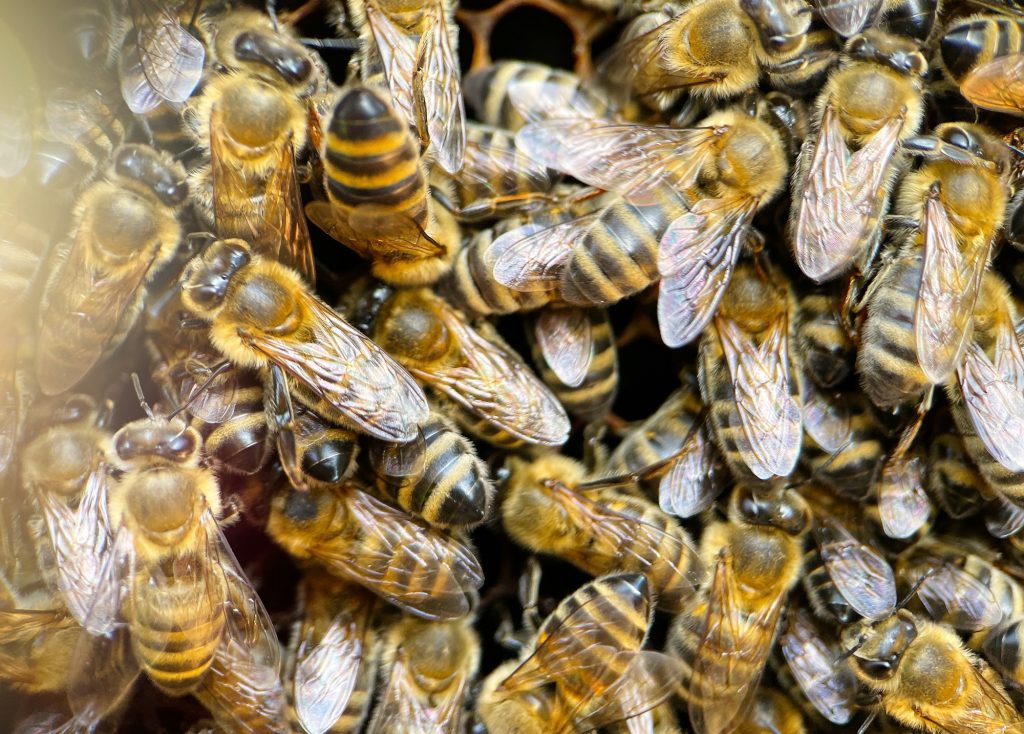 Extreme macro photography of Carniolan Honeybees at beehive