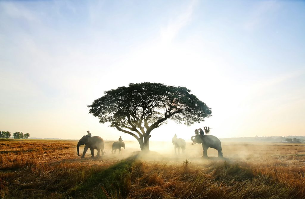 Farmer and Elephant at rice field against sunrise in Thailand.