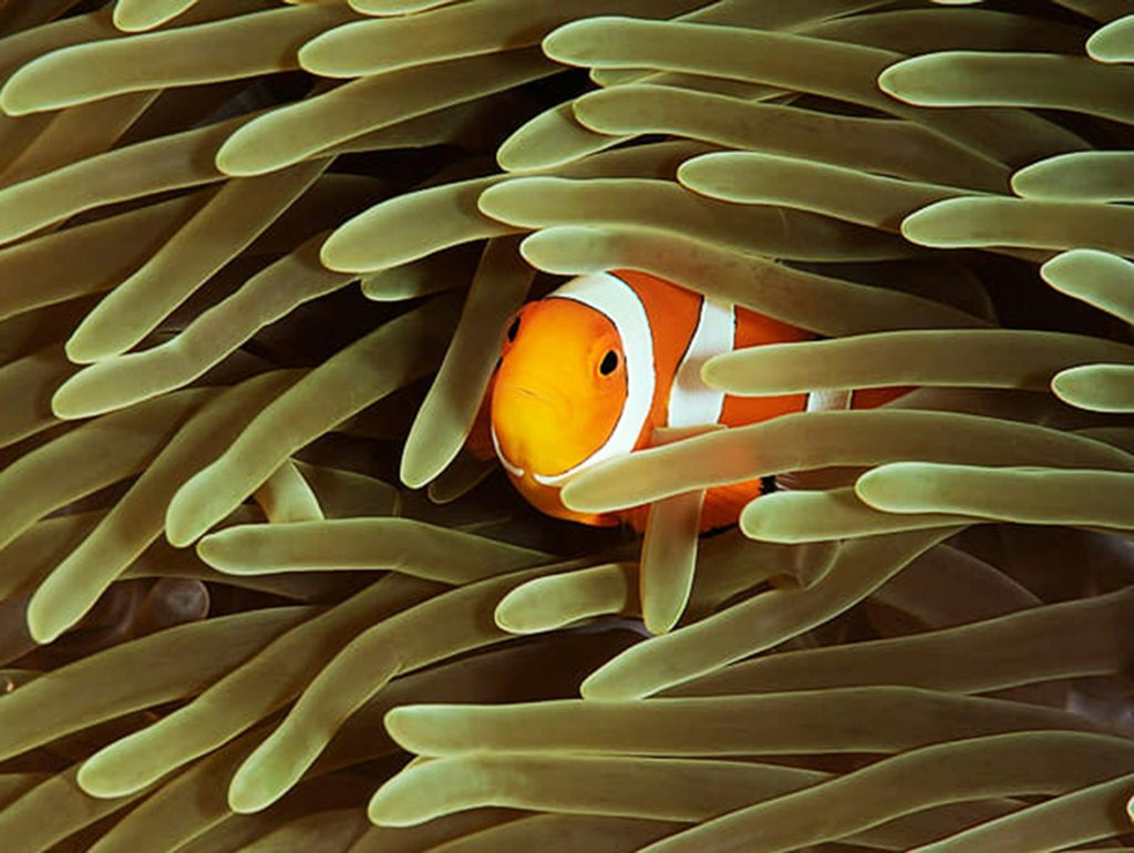 Fish underwater photo, shallow underwater seascape