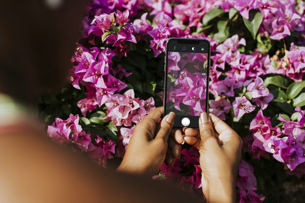 Flower photography