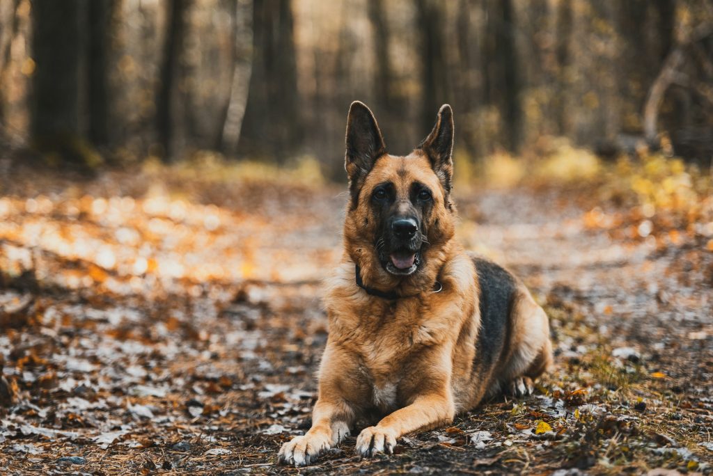 German Shepherd Dog Portrait in Autumnal Park. Bokeh Blurred Background