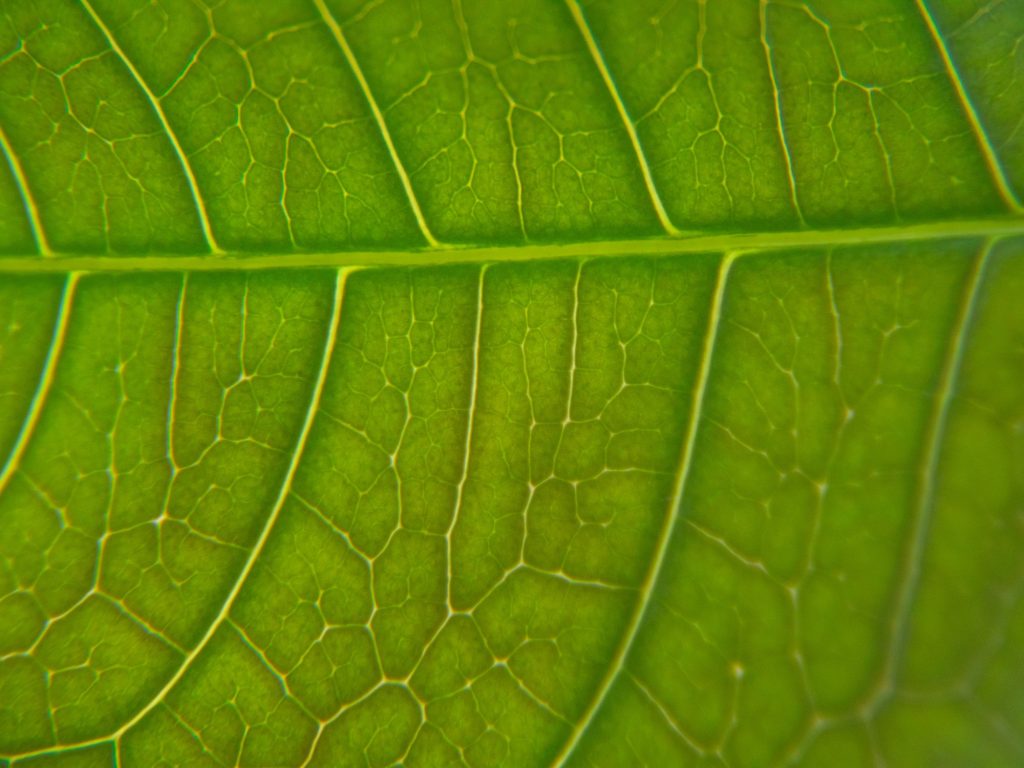 green leaf macro photography