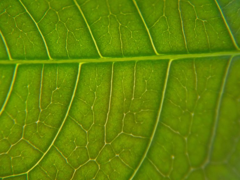 green leaf macro photography