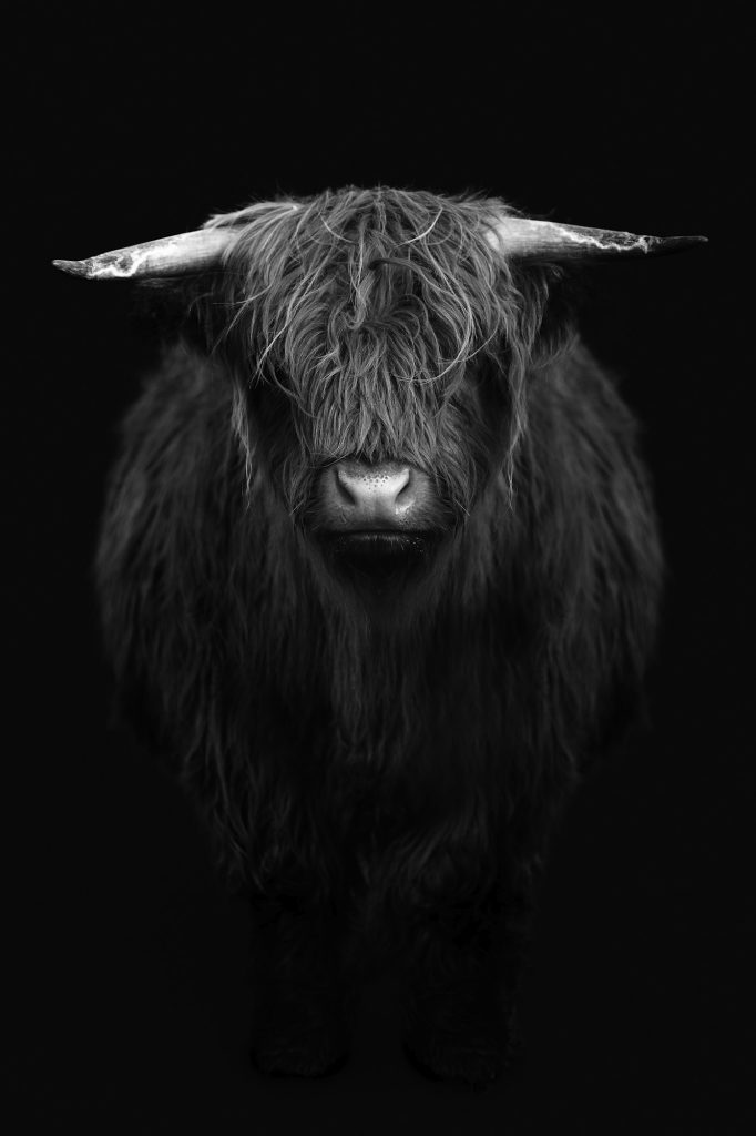 Highland calf in black and white