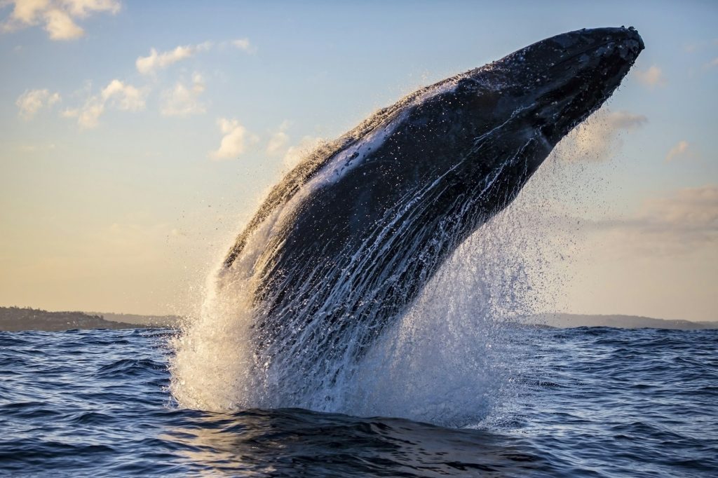 Humpback whale breaches with water trails during golden hour off Sydney, Australia