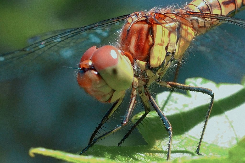 Insect