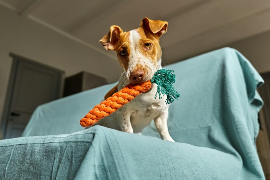 Jack Russell Terrier dog holding carrot toy in his mouth and inviting its owner to play with him.