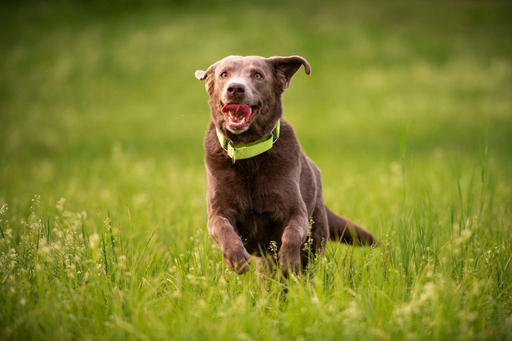 Labrador dog jumping