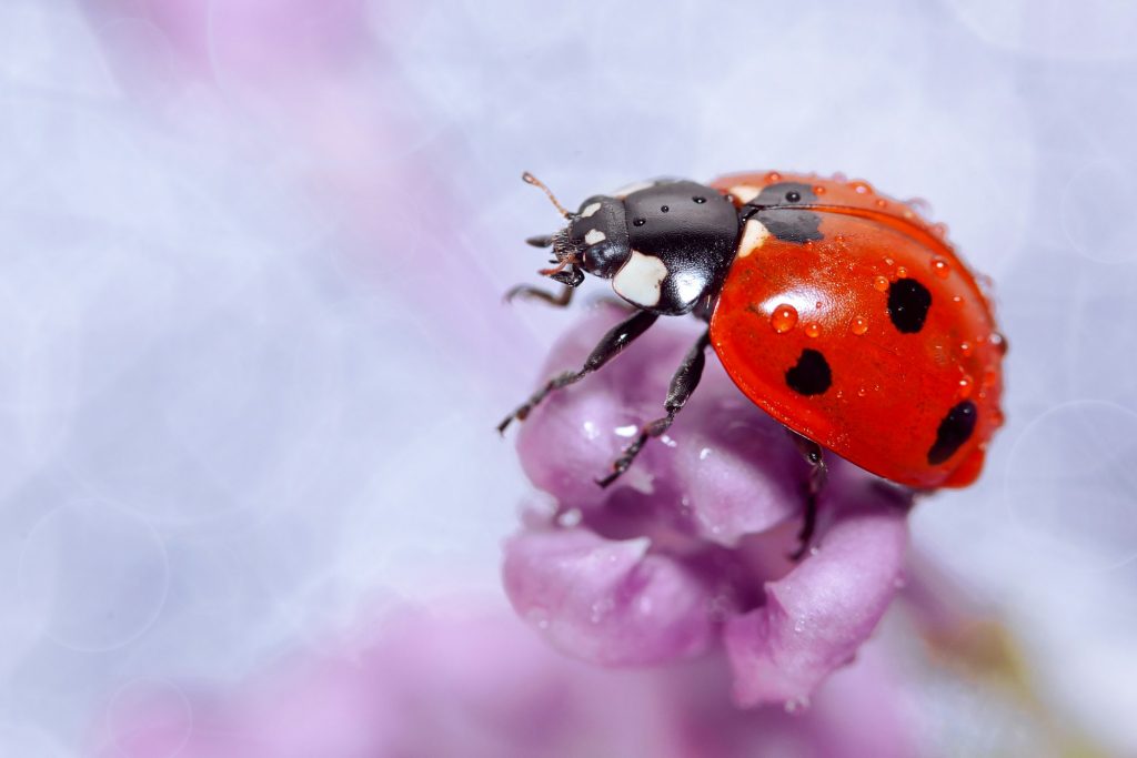 Ladybug on a lilac flower, close-up