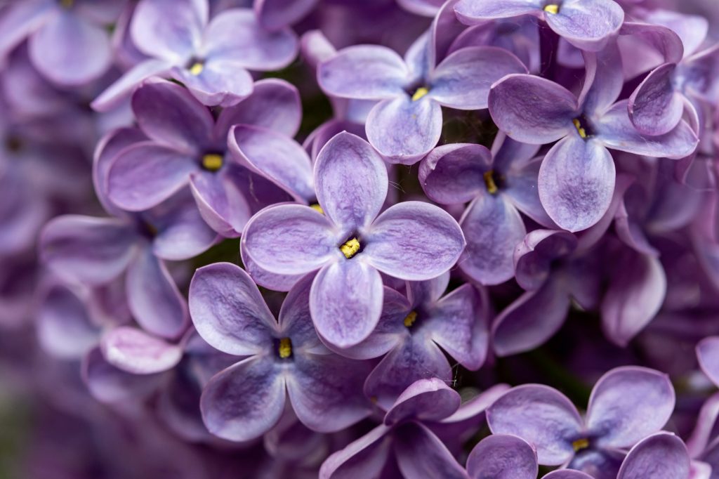 lilac flowers close up. macro photography. still life with lilac flowers