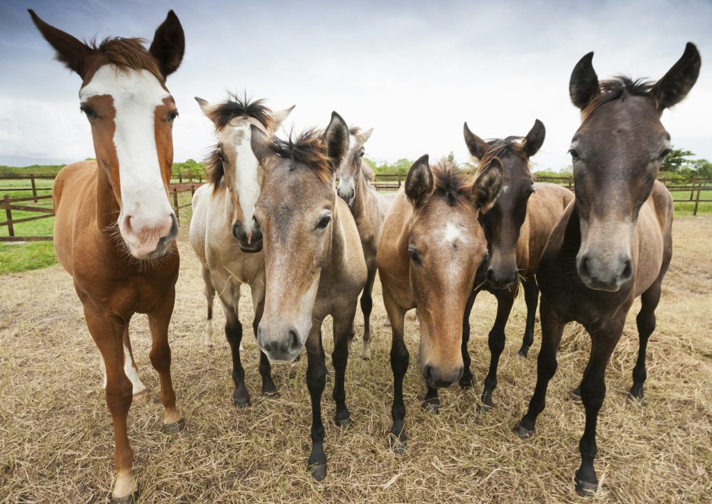 Lusitano horses, Bahia, Brazil