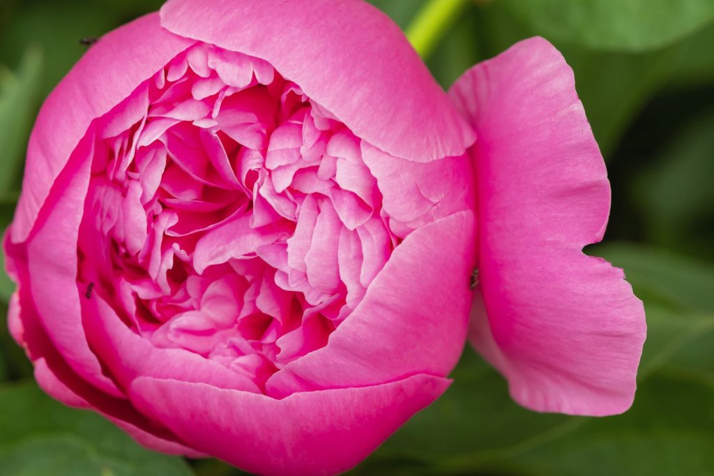 Macro photography of an ant on a peony Bud.Blooming peony flower Bud and ant