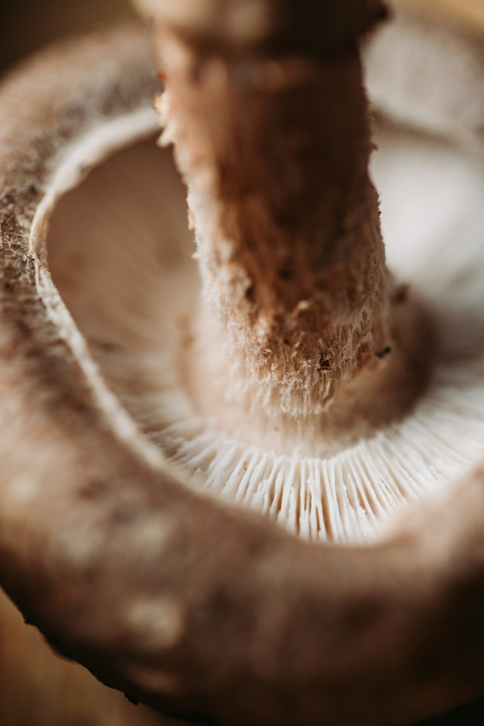 Macro photography of shiitake mushroom