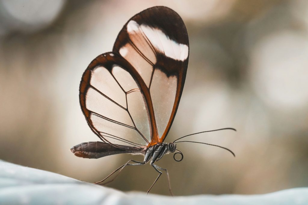 Macro shot of a beautiful glasswing butterfly on a plant