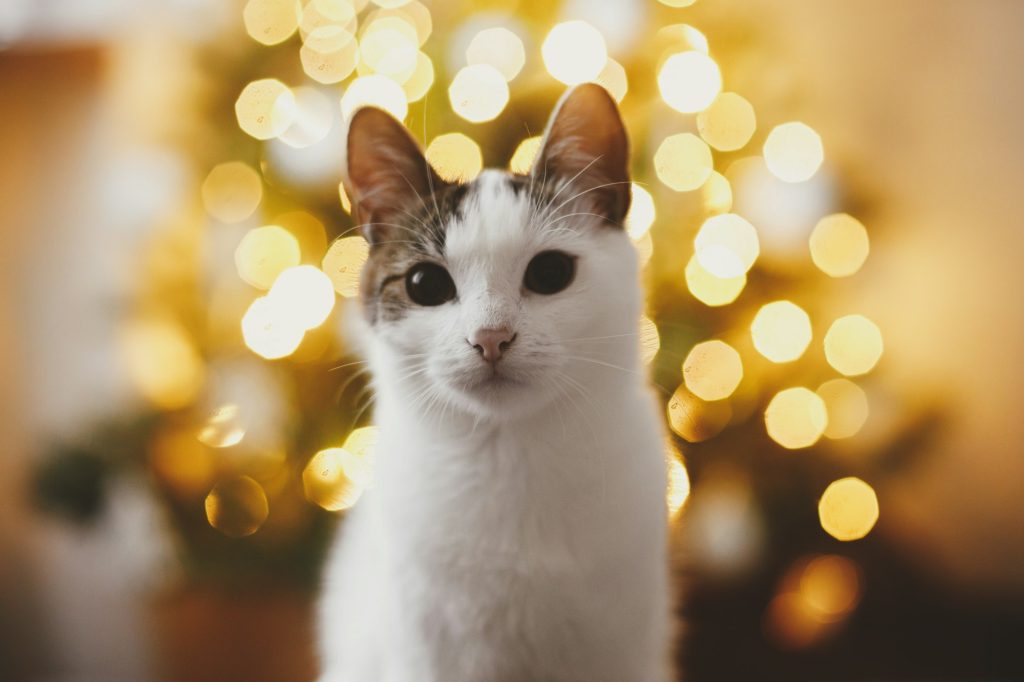 Merry christmas! Cute cat portrait against christmas tree lights golden bokeh. Magic winter time