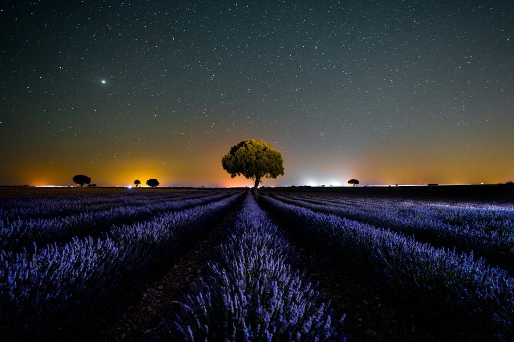 Milky Way landscape in a star sky in a summer lavender field, Brihuega. Guadalajara