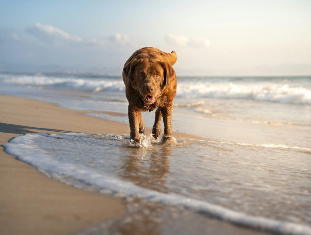 photography of a labrador retriever dog running on the beach at sunset