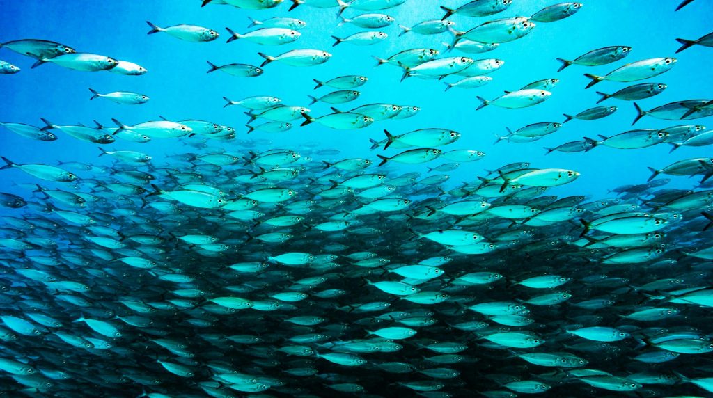 Picturesque underwater world with coral reefs