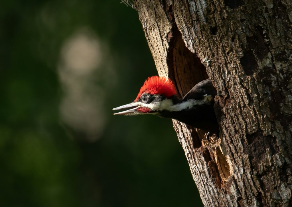 Pileated Woodpecker Portrait