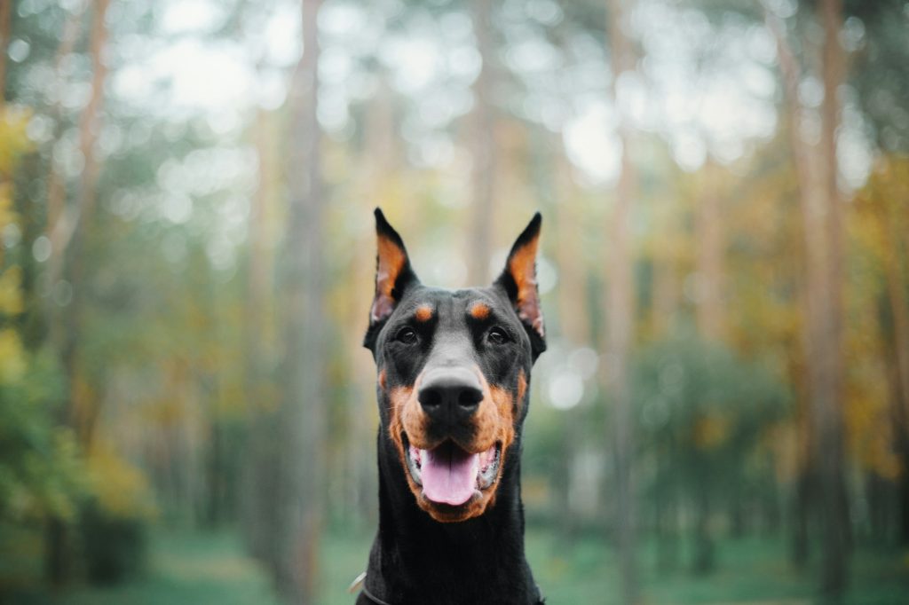 Powerful Doberman dog on an autumnal background, with leaves of gold and rust surrounding, exuding s