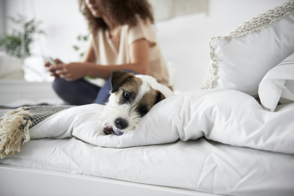 Shot of cute dog in bed