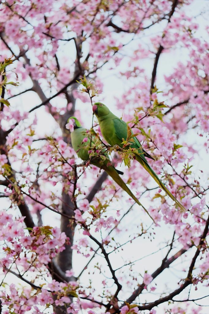 Spring birds