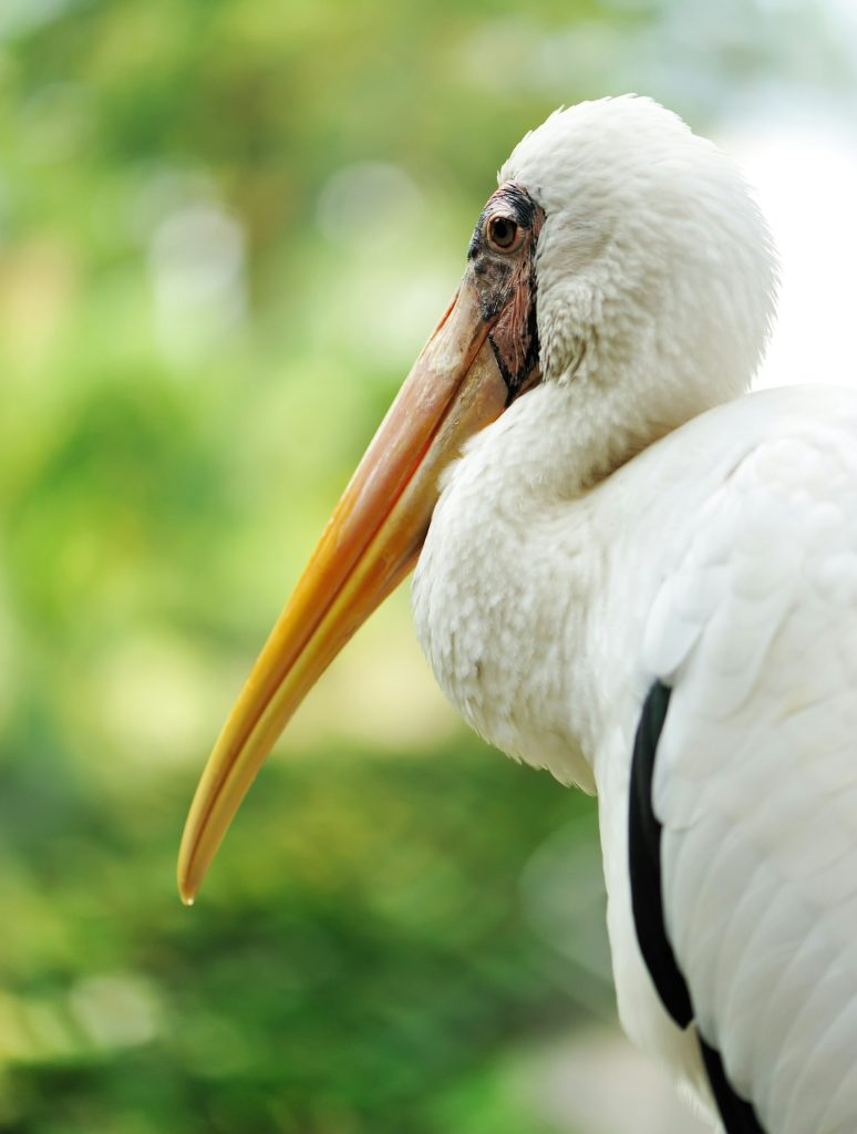 Stork bird