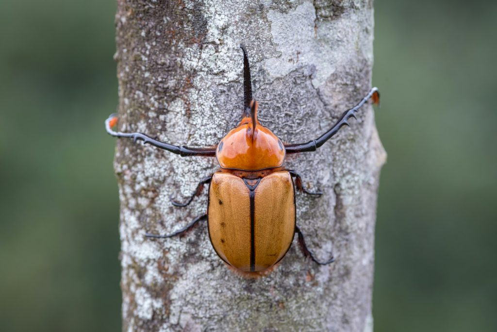 Symmetry of a rhinoceros beetle hugging a tree