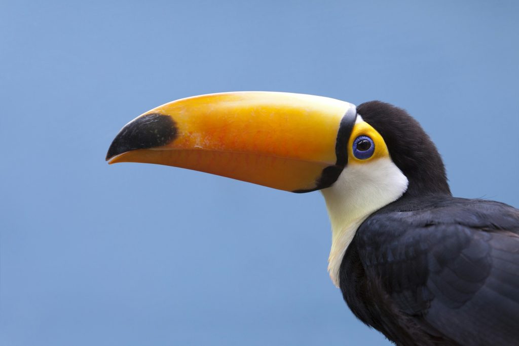 Toucan bird