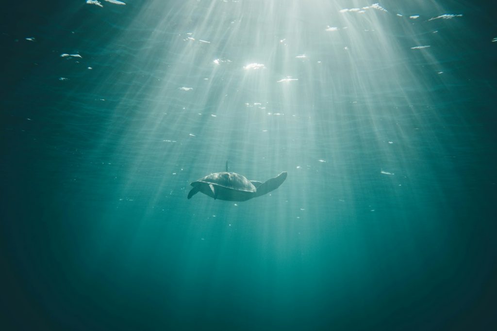 Underwater world. Turtle under water in the back light in Mexico.